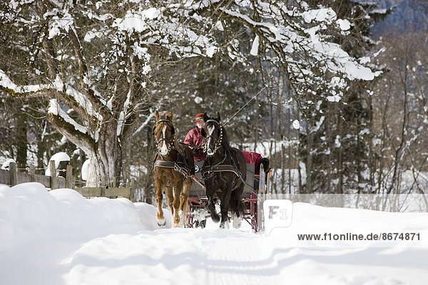 Sleigh with Welsh ponies in winter  sleigh ride  Söll  Tyrol  Austria