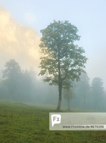 Trees in the morning mist  Ahornboden  Hinterriß  Tyrol  Austria