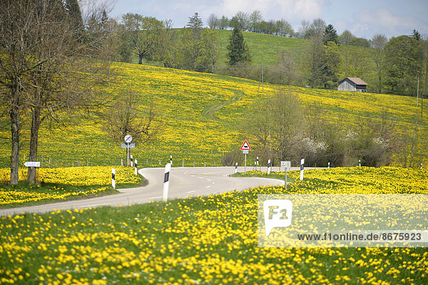 Deutschland Bayern Ostallgäu Seeg Blick auf leere Straße zwischen blühenden Wiesen