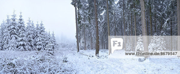 Fichtenwald im Winter  Oberpfalz  Bayern  Deutschland