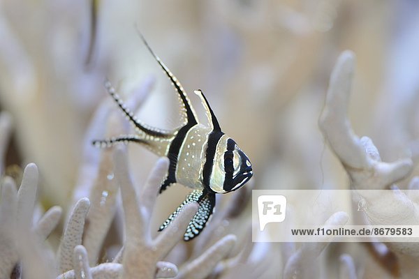 Fisch, Pisces, Close-up, close-ups, close up, close ups