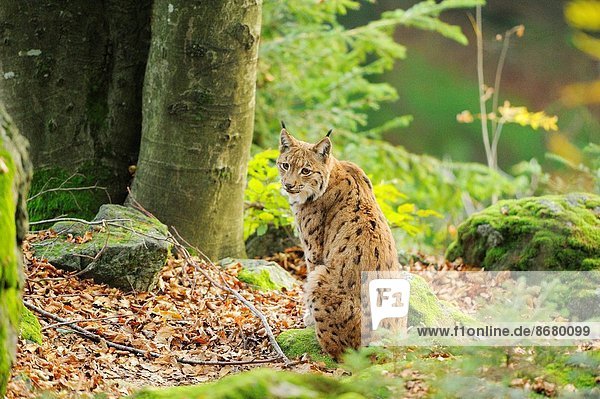 hoch oben nahe sitzend Wald Eurasien bayerisch Deutschland Luchs lynx lynx