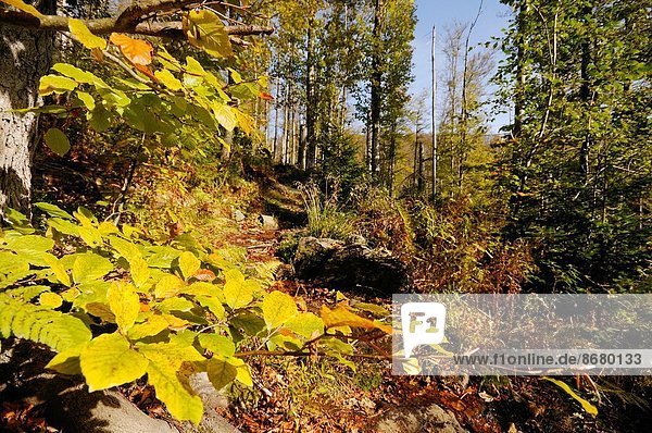 Nationalpark Landschaft Wald Herbst bayerisch Deutschland