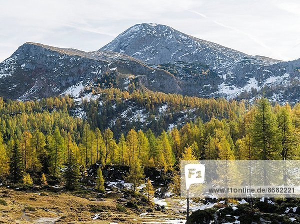 Europa Berg Holz Ansicht Lärche Bayern Berchtesgaden Mitteleuropa Deutschland Hagengebirge Oktober