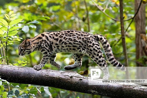 Tiger Cat or Oncille  leopardus tigrinus.