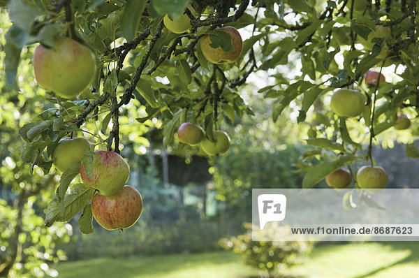 Frucht  die an einem Ast eines Apfelbaums hängt.