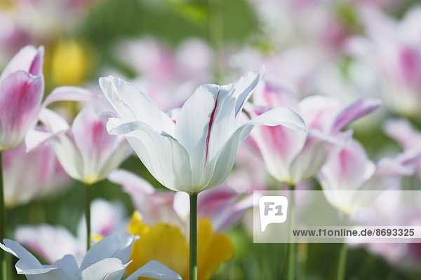 Zweifarbige Tulpen (Liliaceae Tulipa)
