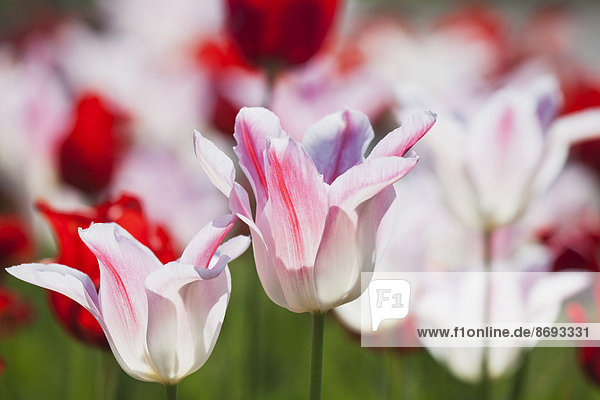 Zweifarbige Tulpen (Liliaceae Tulipa)