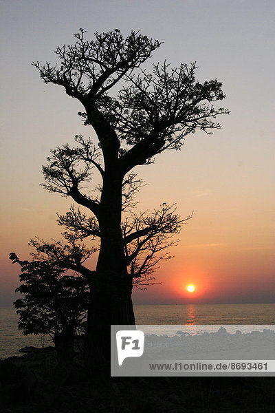 Malawi  Insel Likoma  Affenbrotbaum (Adansonia) am Malawisee bei Sonnenuntergang