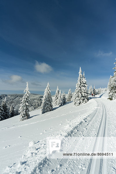 Deutschland,  Baden-Württemberg,  Schwarzwald,  Feldberg,  Weg und Bäume im Winter