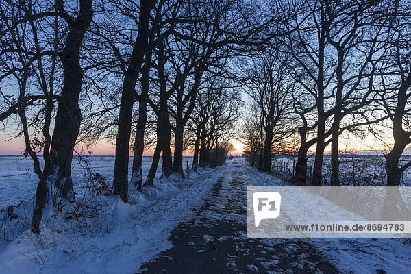 Deutschland  Niedersachsen  Allee im Winter bei Sonnenuntergang