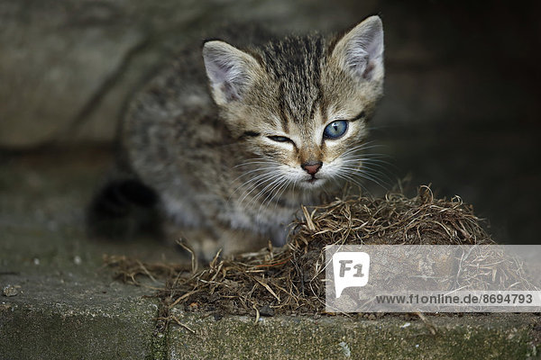 Tabby Kätzchen (felis silvestris catus) mit einem offenen und einem geschlossenen Auge