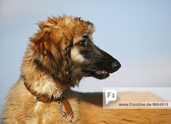 Porträt eines afghanischen Hundes vor dem Himmel  Welpe