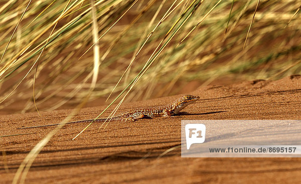 Wüsten-Eidechse oder Smith's Desert Lizard (Meroles cuneirostris)  auf rotem Sand  Namib Naukluft Nationalpark  Namibia