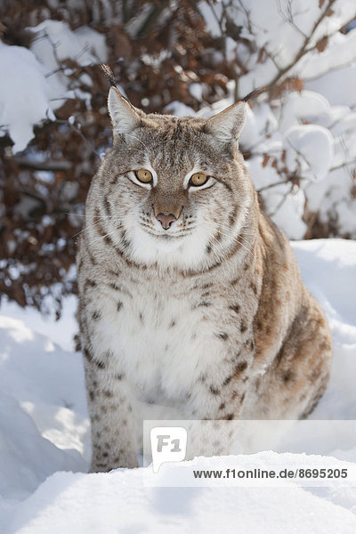 Eurasischer Luchs  Nordluchs (Lynx lynx) sitzt im Schnee  captive  Thüringen  Deutschland