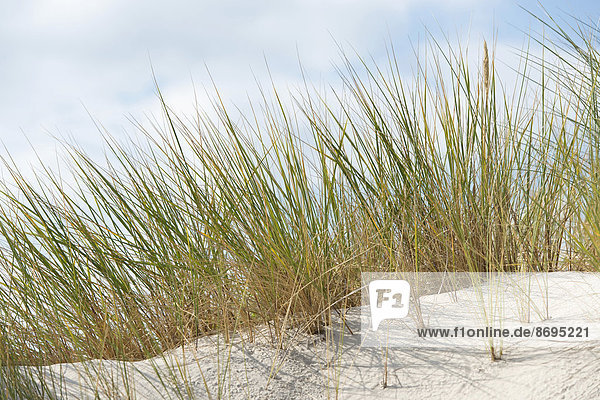 Gewöhnlicher Strandhafer (Ammophila arenaria)  Mecklenburg-Vorpommern  Deutschland