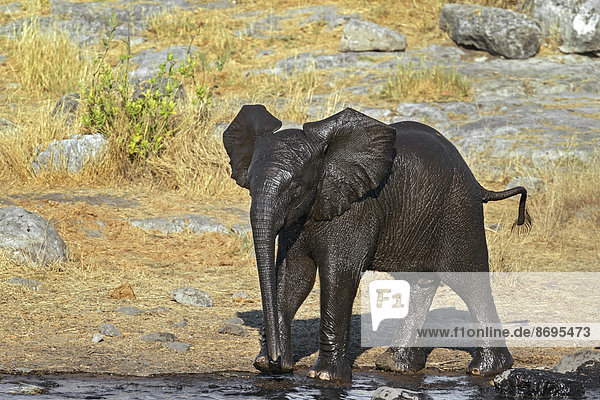 Afrikanischer Elefant (Loxodonta africana)  nasses Kalb am Wasserloch  Etosha-Nationalpark  Namibia