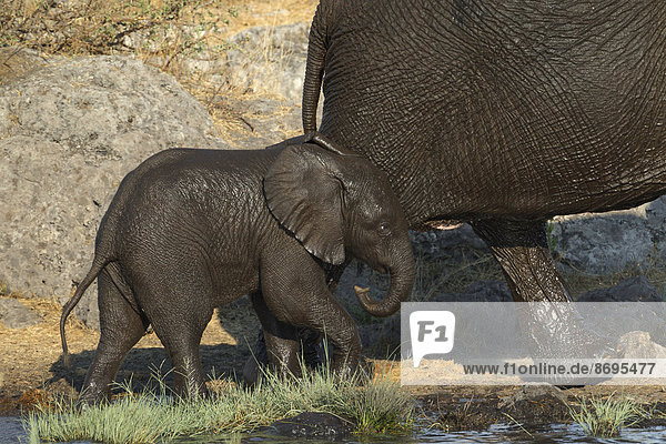 Afrikanischer Elefant (Loxodonta africana)  nass Kalb unterwegs mit seiner Mutter  Etosha-Nationalpark  Namibia