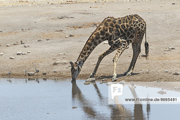 Giraffe (Giraffa camelopardalis)  beim Trinken am Chudop Wasserloch  Etosha-Nationalpark  Namibia