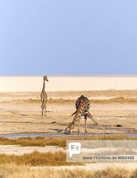 Zwei Giraffen (Giraffa camelopardalis)  beim Trinken am Okondeka Wasserloch  Etosha-Pfanne hinten  Etosha-Nationalpark  Namibia