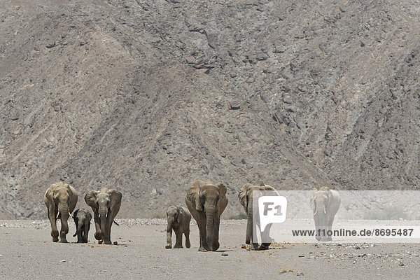 Afrikanischer Elefanten (Loxodonta africana)  erwachsene Tiere mit Jungtieren  in einem trockenen Flussbett  Trockenfluss Hoanib  Damaraland  Region Kunene  Namibia