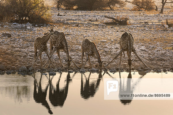 Vier Giraffen (Giraffa camelopardalis)  beim Trinken am Okaukuejo Wasserloch  Etosha-Nationalpark  Namibia