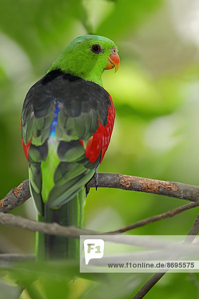 Rotflügelsittich (Aprosmictus erythropterus) Männchen Vorkommen auf Neuguinea und in Australien captive Deutschland