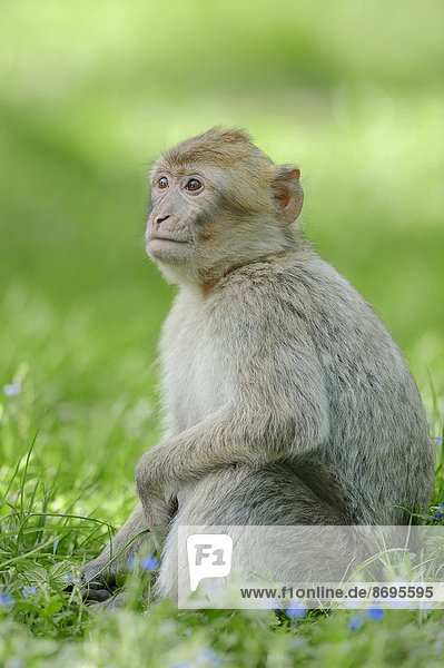 Berberaffe Magot (Macaca sylvanus) Jungtier Vorkommen in Marokko Algerien und auf Gibraltar captive Deutschland
