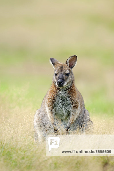 Rotnackenwallaby Bennett-Wallaby oder Bennett-Känguru (Macropus rufogriseus) Vorkommen in Australien captive Deutschland