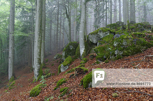 Nebel im Wald bei Waldhäuser im Nationalpark Bayerischer Wald  Niederbayern  Bayern  Deutschland