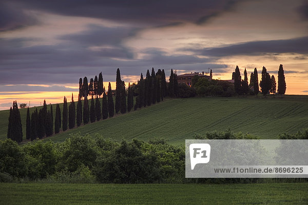Farmhaus umgeben von Zypressen am Abend  Val d'Orcia  Provinz Siena  Toskana  Italien