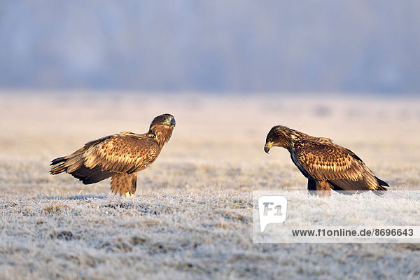 Zwei Seeadler (Haliaeetus albicilla)  auf Wiese mit Raureif stehend  Gostynin  Polen