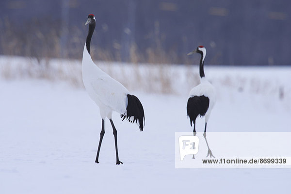 Japanese cranes  Hokkaido