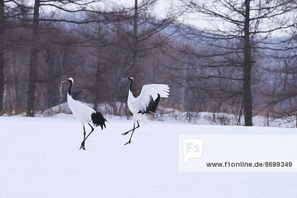 Japanese cranes  Hokkaido