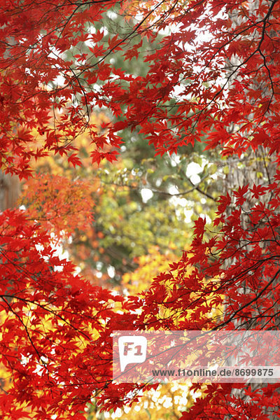 Autumn leaves
