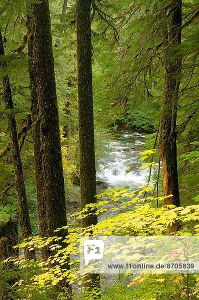 Landschaftlich schön  landschaftlich reizvoll  folgen  klein  Fluss  Wasserweg  Bach  vorwärts  Gabel  Norden  Oregon