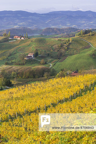 Herbstliche Weinberge und Bauernhäuser im Morgenlicht  Ratsch an der Weinstraße  Steiermark  Österreich