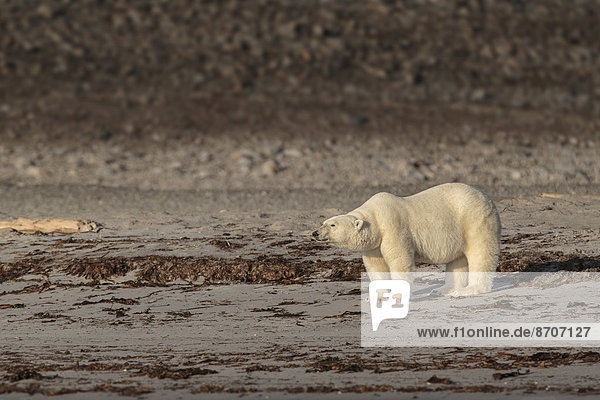 Eisbär (Ursus maritimus)  adult  steht am Strand  Spitzbergen  Norwegen