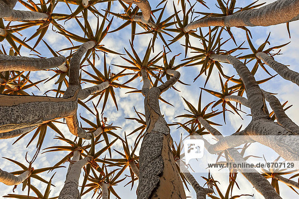 Köcherbaum (Aloe dichotoma)  mit röhrenförmigen Zweigen  die in den Himmel zeigen  Keetmanshoop  Namibia