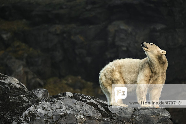Eisbär (Ursus maritimus)  blickt nach oben  adult  Spitzbergen  Norwegen