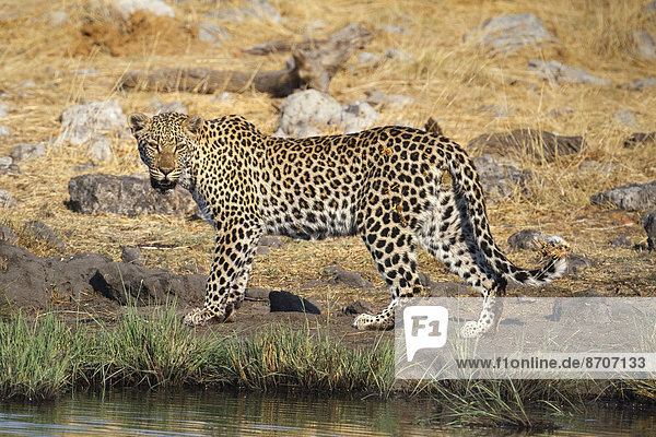 Leopard (Panthera pardus)  Wasserloch  Etosha-Nationalpark  Namibia