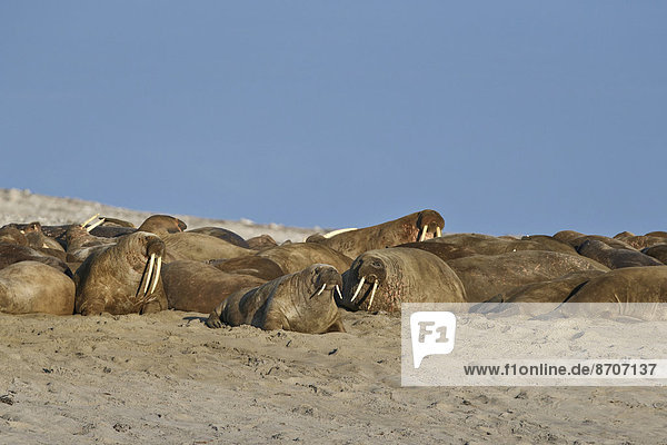 Walrosse (Odobenus rosmarus)  Herde am Sandstrand  Spitzbergen  Spitzbergen Inselgruppe  Svalbard und Jan Mayen  Norwegen