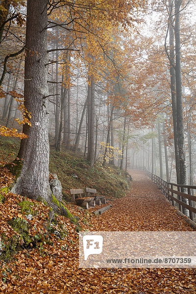 Nebel im Herbstwald  Schönau am Königssee  Nationalpark Berchtesgaden  Berchtesgadener Land  Oberbayern  Bayern  Deutschland