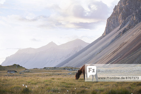 Islandpferd auf der Weide neben einem Bergmassiv  Horn  Höfn í Hornafirði  Hornafjörður  Island
