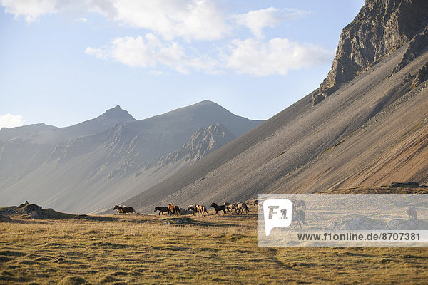 A herd of feral Icelandic horses  Horn  Höfn í Hornafirði  Hornafjörður  Iceland