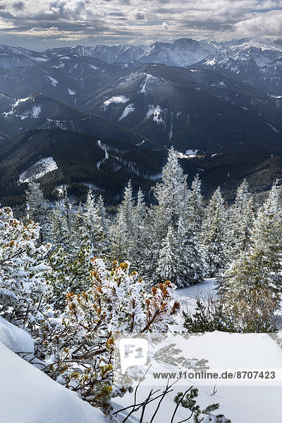 Tief verschneiter Bergwald Bergkiefern (Pinus mugo) am Wildkamm mit der Hochschwabgruppe Niederalpl Mürzsteger Alpen Steiermark Österreich