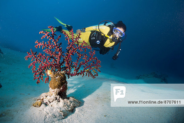 Scuba diver behind a Cherry Blossom Coral or Godeffroy's Soft Coral (Siphonogorgia godeffroyi)  Philippines