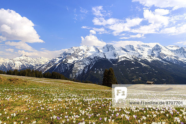 Crocus meadow in the mountains  Zillertal valley  Tyrol  Austria