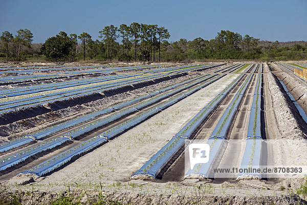 Reihen von Tomatenpflanzen  Immokalee  Florida  USA