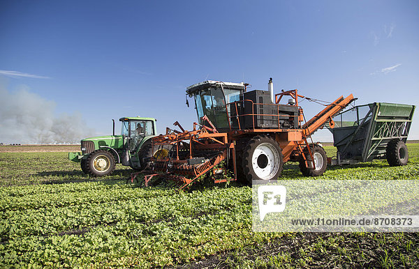 Farm machinery harvesting radishes at Roth Farms  Belle Glade  Florida  United States